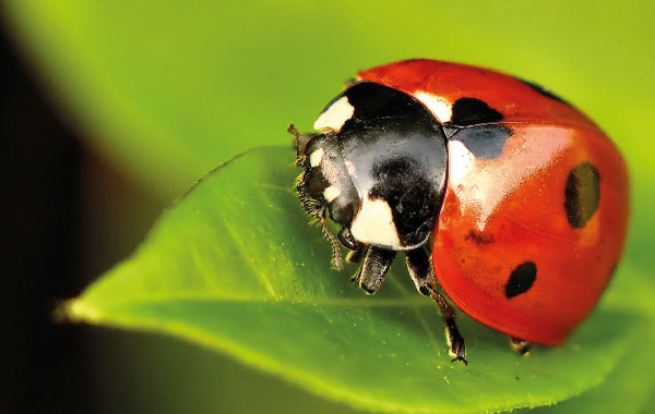 Le Coccinelle in concerto